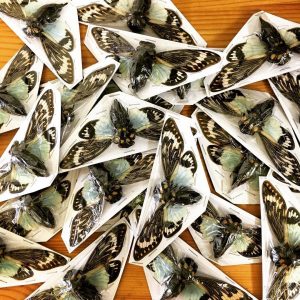 free cicadas craft idea for kid