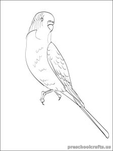 swallow printable coloring pages for kid
