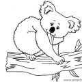 koala-coloring-pages
