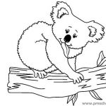 koala-coloring-pages